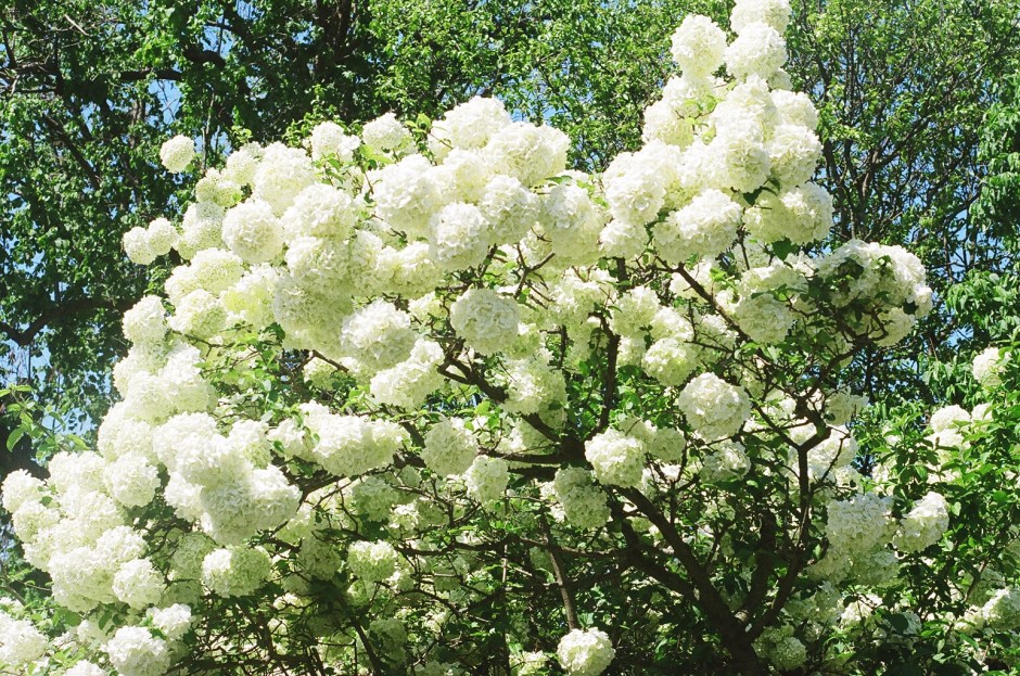 Brooklyn Botanical Garden 