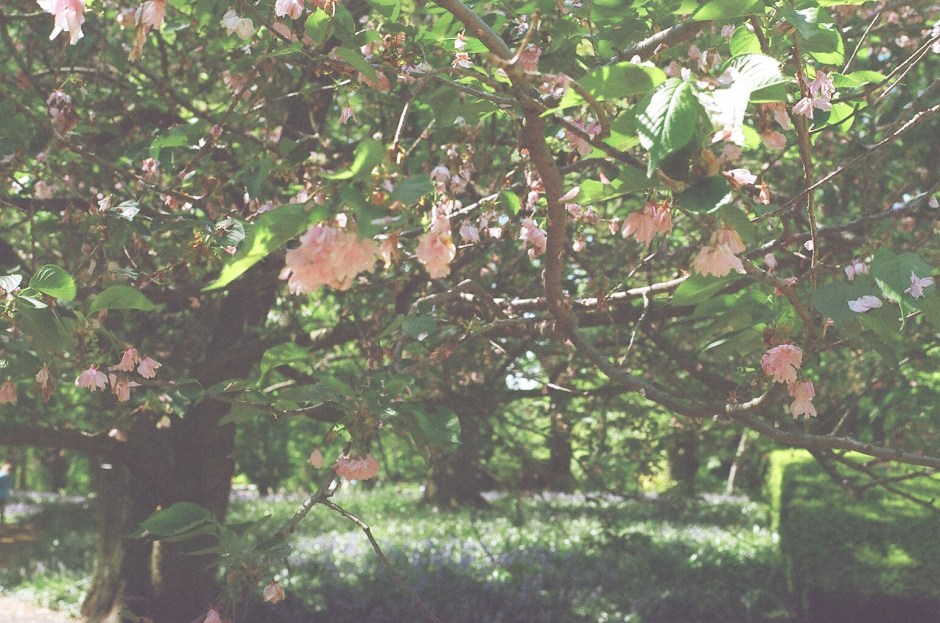 Brooklyn Botanical Garden